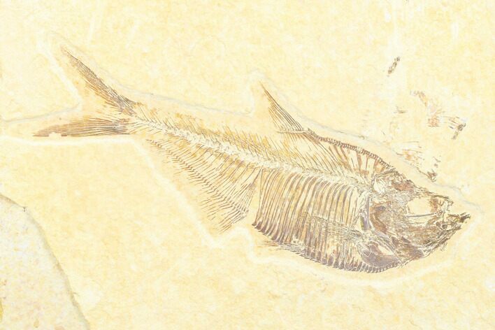 Fossil Fish (Diplomystus) - Wyoming #176318
